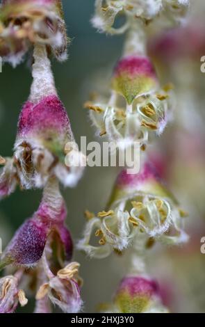 brousse en soie de toit james, suffolk, angleterre Banque D'Images