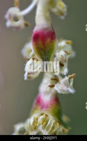 brousse en soie de toit james, suffolk, angleterre Banque D'Images