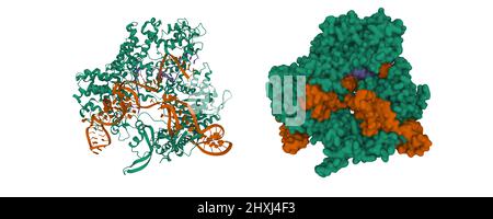 Structure du Streptococcus pyogenes Cas9 dans le complexe avec l'ARN guide (bleu) et l'ADN cible (marron). 3D modèles de dessin animé et de surface gaussienne, PDB 4oo8 Banque D'Images