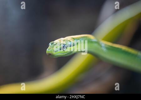 Couleuvre Ã rataux arboricole Gonyosoma oxycephalum, couleuvre Ã queue rouge ou couleuvre Ã queue rouge, faible profondeur de champ avec un accent sélectif sur la tête, famille: C Banque D'Images