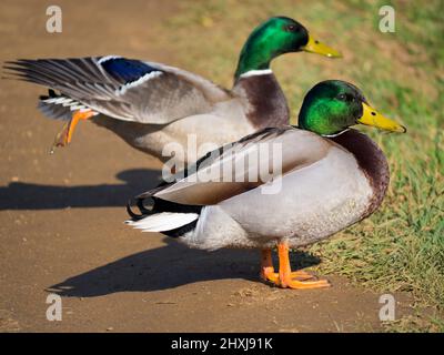 Deux Canards colverts traînaient au bord de la rivière Cherwell à Oxford Banque D'Images