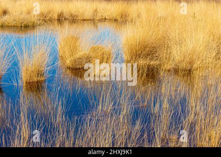 Herbe sauvage brune entre l'eau, bruyère sèche, arbres verts en arrière-plan flou, jour ensoleillé dans la réserve naturelle néerlandaise Natuurpoort Vennenhorst, NOR Banque D'Images