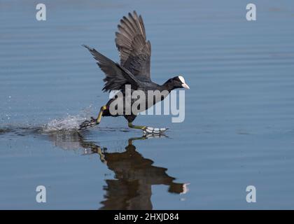 Cuist eurasien, Fulica atra, courant sur l'eau, Lancashire, Royaume-Uni Banque D'Images