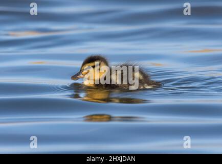 Mallard, Anas platyrhynchos, poussin sur l'eau, Lancashire, Royaume-Uni Banque D'Images