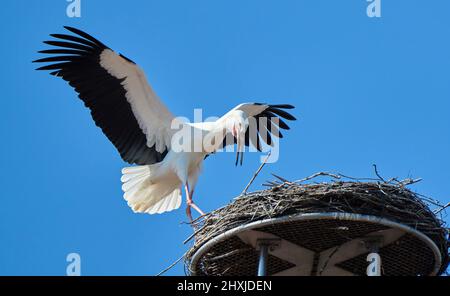 Couple de ciconies de wihite, ciconia ciconia, dans leur nid sur un toit de chuch dans le haut de la Souabe, Baden Wuerttemberg, allemand Banque D'Images