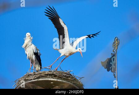 Couple de ciconies de wihite, ciconia ciconia, dans leur nid sur un toit de chuch dans le haut de la Souabe, Baden Wuerttemberg, allemand Banque D'Images