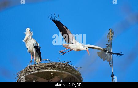 Couple de ciconies de wihite, ciconia ciconia, dans leur nid sur un toit de chuch dans le haut de la Souabe, Baden Wuerttemberg, allemand Banque D'Images