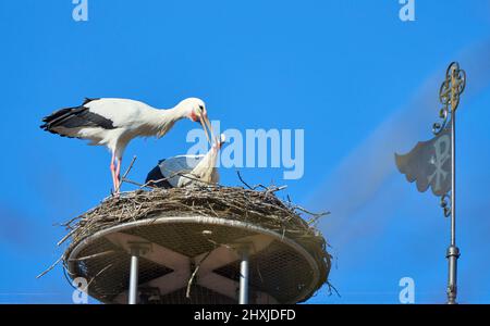 Couple de ciconies de wihite, ciconia ciconia, dans leur nid sur un toit de chuch dans le haut de la Souabe, Baden Wuerttemberg, allemand Banque D'Images