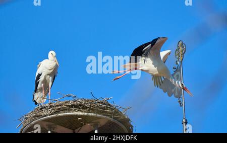 Couple de ciconies de wihite, ciconia ciconia, dans leur nid sur un toit de chuch dans le haut de la Souabe, Baden Wuerttemberg, allemand Banque D'Images