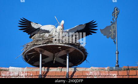 Couple de ciconies de wihite, ciconia ciconia, dans leur nid sur un toit de chuch dans le haut de la Souabe, Baden Wuerttemberg, allemand Banque D'Images