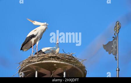 Couple de ciconies de wihite, ciconia ciconia, dans leur nid sur un toit de chuch dans le haut de la Souabe, Baden Wuerttemberg, allemand Banque D'Images