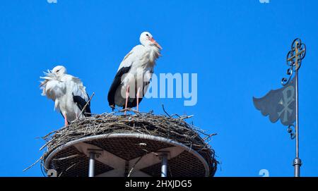 Couple de ciconies de wihite, ciconia ciconia, dans leur nid sur un toit de chuch dans le haut de la Souabe, Baden Wuerttemberg, allemand Banque D'Images