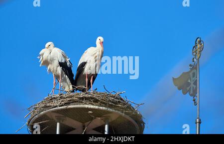 Couple de ciconies de wihite, ciconia ciconia, dans leur nid sur un toit de chuch dans le haut de la Souabe, Baden Wuerttemberg, allemand Banque D'Images