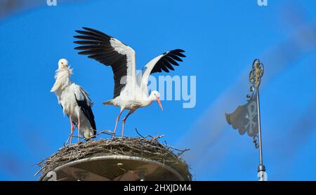 Couple de ciconies de wihite, ciconia ciconia, dans leur nid sur un toit de chuch dans le haut de la Souabe, Baden Wuerttemberg, allemand Banque D'Images