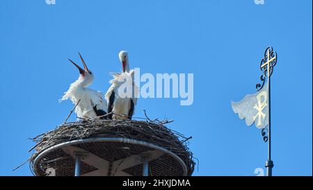 Couple de ciconies de wihite, ciconia ciconia, dans leur nid sur un toit de chuch dans le haut de la Souabe, Baden Wuerttemberg, allemand Banque D'Images