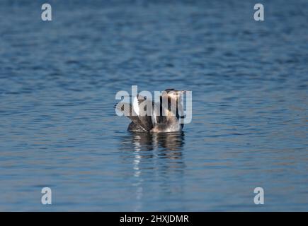 Great Crested Grebes, Podiceps cristatus, en salle d'audience, Lancashire, Royaume-Uni Banque D'Images