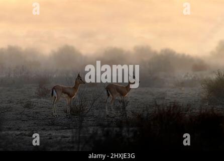 Magnifique cerf chinkara dans la faune, animaux du désert au cholistan, Pakistan Banque D'Images