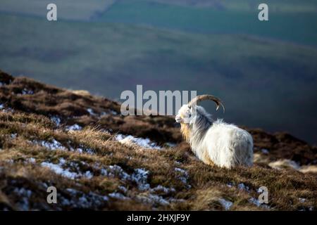Cheviot chèvres sauvages dans les collines de Northumberland au-dessus de College Valley en hiver avec de la neige sur les pistes. Banque D'Images
