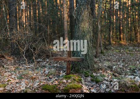 Forêt de pins. Une petite mousse recouverte d'une croix en bois. Il est vieux et a de nombreuses fissures dans sa structure. Banque D'Images