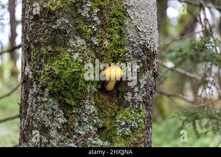 Mushroom jaune croissant d'un arbre dans les Vosges, France, Département Haut-Rhin, le Valtin, Réserve naturelle de Tanet-Gazon du Faing Banque D'Images