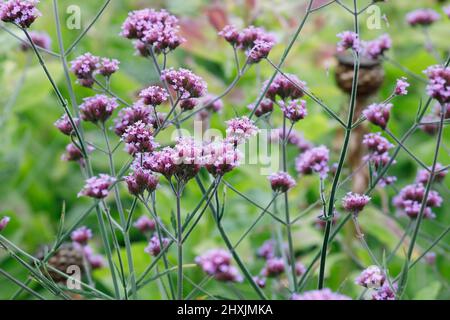 Verbena bonariensis 'Lollipop' Banque D'Images