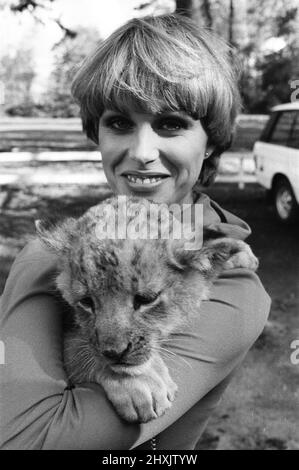 Stars de la nouvelle série télévisée "The Avengers", Joanna Lumley avec Sheba le lion cub. 12th octobre 1976. Banque D'Images