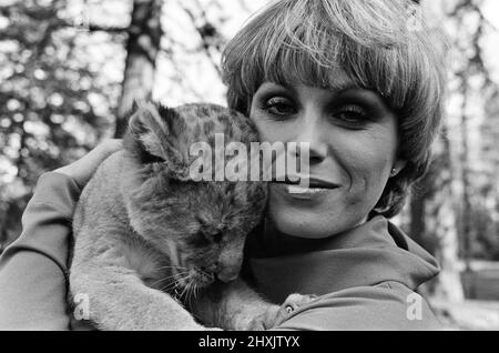 Stars de la nouvelle série télévisée "The Avengers", Joanna Lumley avec Sheba le lion cub. 12th octobre 1976. Banque D'Images