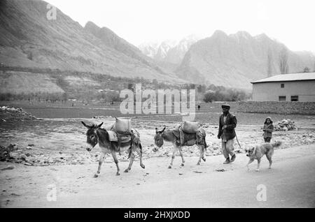 Un tribesman Pashtun vu ici avec ses ânes près de la ville de Darra Adam Khel, situé au Pakistan au sud de Peshawar et près de la frontière afghane. 1st septembre 1977 Banque D'Images