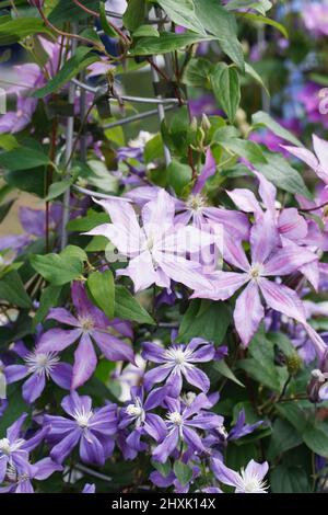 Fleurs de Clematis 'Dorothy Walton' Banque D'Images