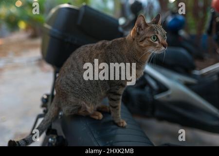 Le chat gris-brun aux yeux verts est assis sur une moto. Adorable chaton avec de grands yeux. Un animal de compagnie charmant à l'extérieur. Photo de haute qualité Banque D'Images