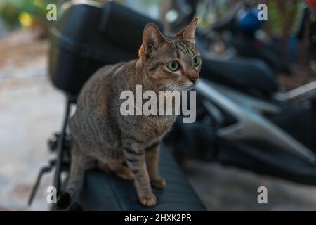 Le chat gris-brun aux yeux verts est assis sur une moto. Adorable chaton avec de grands yeux. Un animal de compagnie charmant à l'extérieur. Photo de haute qualité Banque D'Images