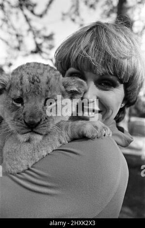 Stars de la nouvelle série télévisée "The Avengers", Joanna Lumley avec Sheba le lion cub. 12th octobre 1976. Banque D'Images