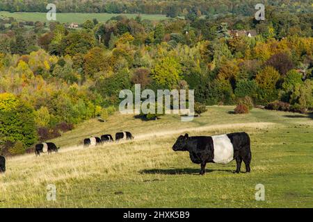 Ferme de vaches Surrey Hill jour ensoleillé paysage naturel Angleterre Europe Banque D'Images