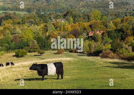 Ferme de vaches Surrey Hill jour ensoleillé paysage naturel Angleterre Europe Banque D'Images