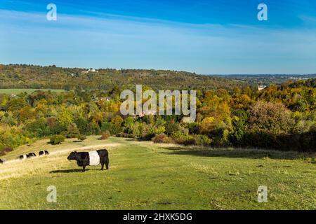 Ferme de vaches Surrey Hill jour ensoleillé paysage naturel Angleterre Europe Banque D'Images