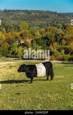 Ferme de vaches Surrey Hill jour ensoleillé paysage naturel Angleterre Europe Banque D'Images