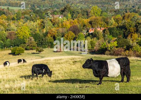 Ferme de vaches Surrey Hill jour ensoleillé paysage naturel Angleterre Europe Banque D'Images