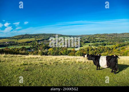 Ferme de vaches Surrey Hill jour ensoleillé paysage naturel Angleterre Europe Banque D'Images