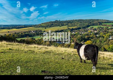 Ferme de vaches Surrey Hill jour ensoleillé paysage naturel Angleterre Europe Banque D'Images