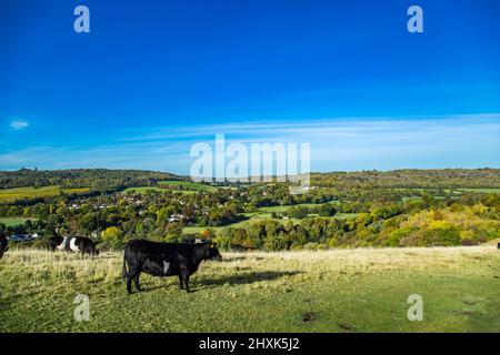 Ferme de vaches Surrey Hill jour ensoleillé paysage naturel Angleterre Europe Banque D'Images