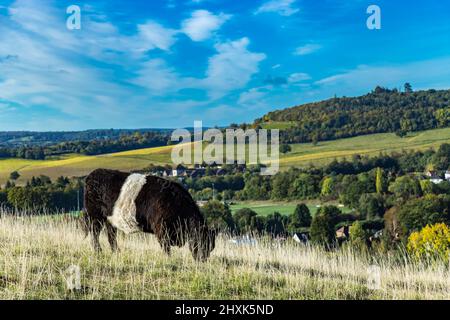 Ferme de vaches Surrey Hill jour ensoleillé paysage naturel Angleterre Europe Banque D'Images