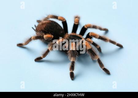 Araignée tarantula effrayante sur fond bleu Banque D'Images