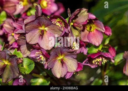 Helleborus HGC Ice n Roses 'Red' Hellebore Banque D'Images