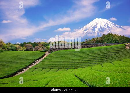 Fuji, Japon à Mt. Fuji et champs de thé. Banque D'Images