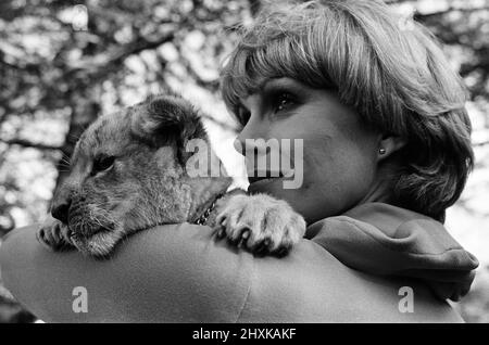 Stars de la nouvelle série télévisée "The Avengers", Joanna Lumley avec Sheba le lion cub. 12th octobre 1976. Banque D'Images