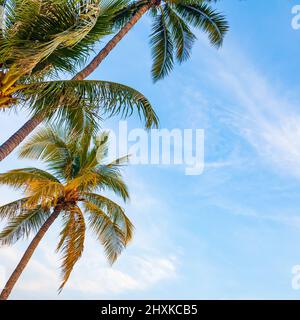 Palmiers sur la côte tropicale contre le ciel bleu - arrière-plan avec espace de copie Banque D'Images