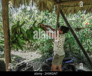 Femme tachant une plantain à partir d'un tas de plantains accrochés à un abri de toit de chaume à Suretka, Costa Rica. Banque D'Images