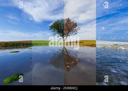 Arbre par un lac, Un collage de saison . Toutes saisons en une seule photo. Hiver, printemps, été et automne. 3D Illustration Banque D'Images