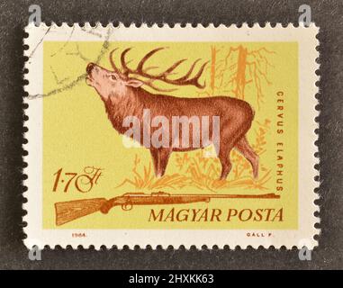 Timbre-poste annulé imprimé par la Hongrie, qui montre Red Deer (Cervus elaphus) et le fusil, vers 1964. Banque D'Images