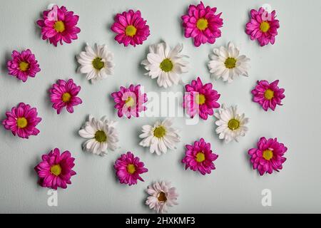 Composition différente de belles fleurs. Motif chrysanthèmes, fleurs printanières et estivales sur fond pastel. Pose à plat, vue de dessus, espace de copie. fil Banque D'Images